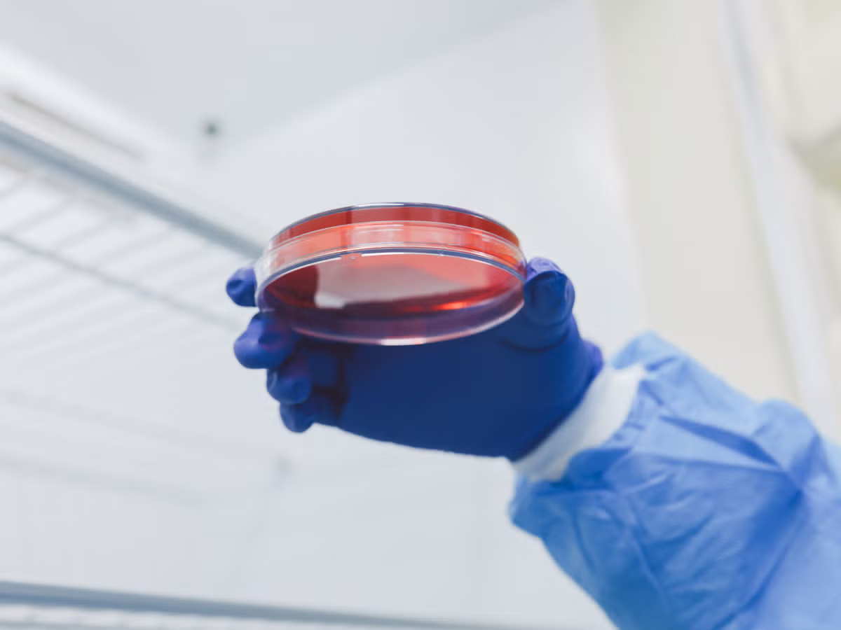 lab